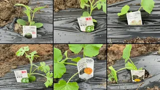 夏野菜作り、農作業🍉🍈￼🎃