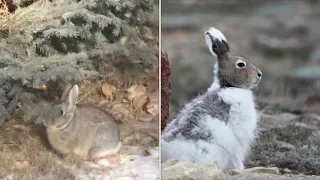 Miško žvėrys ruošiasi žiemai