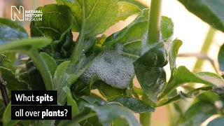 What spits all over plants? | Natural History Museum