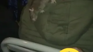 В николаевских маршрутках свободно разъезжают крысы
