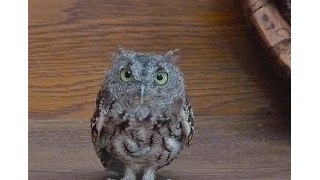 Owl as a Spirit Guide--What it Means When You Are Suddenly Seeing Owls Everywhere