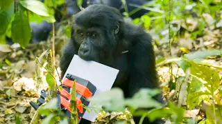 Baby Gorillas Playing With Their Reflections! | Gorilla Family and Me | BBC Earth Kids