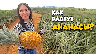 After this video, you will stop eating Pineapples!