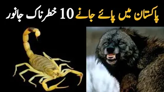 10 Dangerous Animals Found in Pakistan | How to Avoid Dangerous Animals