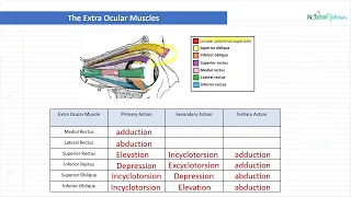 Optician Training: The Extra Ocular Muscles (Ocular Anatomy Lecture 16)