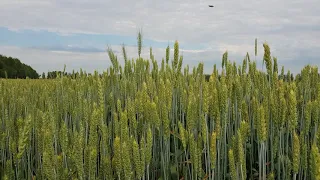 Как работает регулятор роста на озимой пшенице
