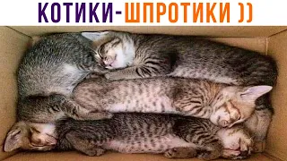 КОТИКИ-ШПРОТИКИ))) Приколы с котами | Мемозг 923