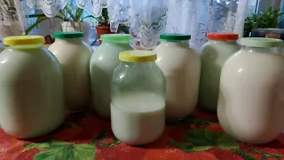 Молоко от первотелок 🥛🥛🥛. Вечерняя управа. Сколько корова даёт молока?