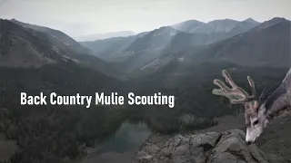 Back Country Mule Deer Scouting | Round 2