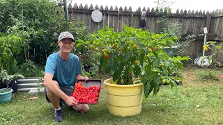 Grow GIANT Pepper Plants for Huge Harvests!