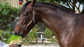 7 Reasons To Change Your Horse Feed For Fresh Barley Fodder.