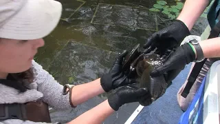 Grasse River Mussel Relocation Project