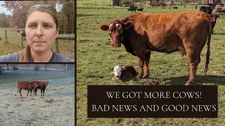 Some bad news and some good news | bringing home more cows // #growsomethingbeautiful