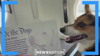 Bark Air launches as first-ever airline catered to dogs | Morning in America