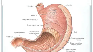 Pyper talk- 2  Gastrointestinal Pharmocology