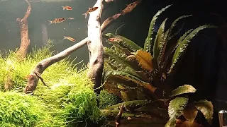 Zwartka Wendta (Cryptocoryne Wendtii) - weteran akwarystyki