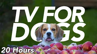 TV For Dogs - Exciting Video for Dogs To Watch (20 Hours)