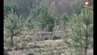 Новости Гродно. Общереспубликанская акция "Неделя леса". 15.04.2019