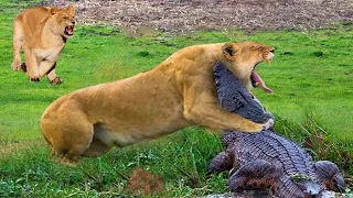 Lion vs Crocodile Surprise Attack | Amazing Predator Fights