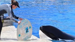 Happy 21st Birthday, Ikaika! - Orca Encounter (Full Show) at SeaWorld San Diego - August 25, 2023