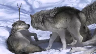 Female Timber Wolf in Heat - Parc Omega Canada