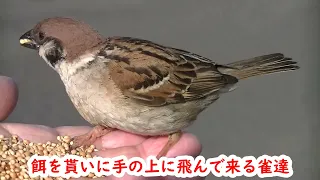 行き道の手前で 餌を貰い手の上に飛んで来る雀達  20240504 4（天満宮）