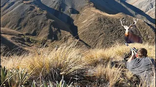 The Most Roaring Stags We Have Ever Seen | Hike and Hunt Public Land New Zealand