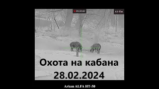 Охота на кабана 28.02.2024