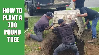 How to plant a 700 pound tree