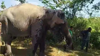 Kaavan elephant update - There's something in the bushes !! 😱