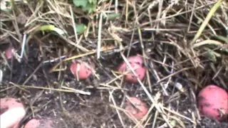 Growing Potatoes in Straw - No Dig Potatoes