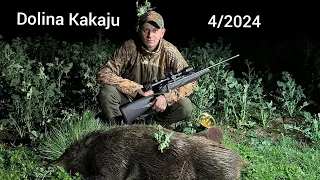 Dolina Kakaju 4/2024. Kwietniowy dzik. #wildboar #hunting