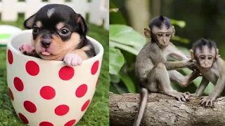 Cute baby animals Videos Compilation cute moments of the animals - Cutest Animals On Earth #3