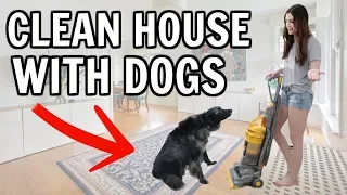 CLEAN WITH ME | How to Have a Clean House With Dogs