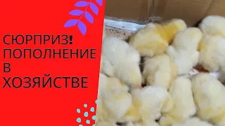 Сюрприз! Пополнение в хозяйстве!