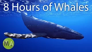 8 Hours of Whale Sounds Deep Underwater for Sleep and Relaxation