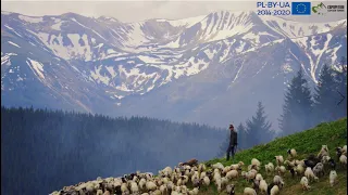 Там, де до сонця близько: традиції вівчарства