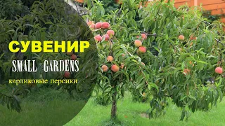 Персик колоновидный Сувенир Россия | Small Gardens