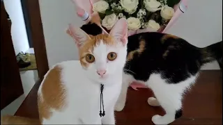 Beautiful cats and beautiful flowers  I  Kakak birthday