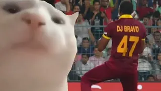 Cat vibing with cricket players