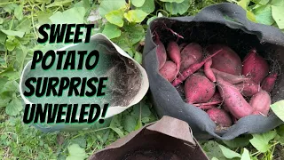 Sweet Potato Harvest Surprise! 🍠 My Japanese Varieties from Etsy - No Shortcut Gardening