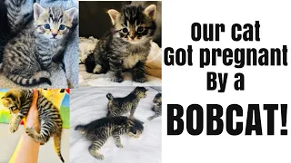 Bobcat/Pixiebob kittens || our cat got pregnant by a BOBCAT