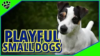 Top 10 Most Playful Small Dog Breeds for Active Owners - Dogs 101