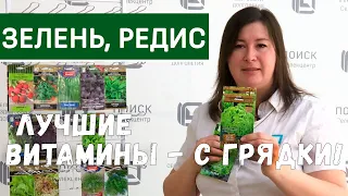 Способ посева редиса. Выращивание и уход за редисом, луком и зелеными культурами.