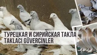 Турецкая и сирийская такла. Taklacı güvercinler. Top collection of pigeons.