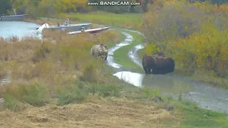 Bear 435 Holly's meet & greet 451's family Brooks falls Katmai 2018-09-27