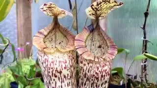 MY NEPENTHES PITCHER PLANTS THE GIANTS TOUR 1080p