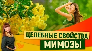 Мимоза: Целебные свойства | Травная магия