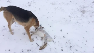 Охота на зайца - русака с русской гончей