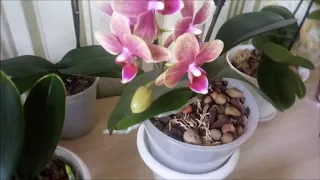 Орхидеи// Что цветет, а что готовится к цветению///